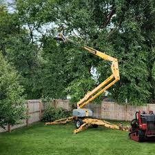 Best Hazardous Tree Removal  in Harlan, IN