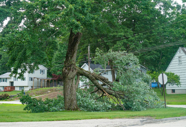 Best Firewood Processing and Delivery  in Harlan, IN