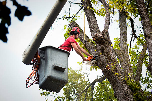 Best Tree Risk Assessment  in Harlan, IN